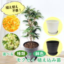 【 植え替え不要 】選べる鉢色 モクセイ 植え込み苗6号鉢 樹高約40cm キンモクセイ ギンモクセイ 金木犀 銀木犀 苗 苗木 植木 庭木 生垣 観葉植物 三大香木