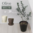 【 植え替え不要 】選べる鉢色 オリーブ 植え込み苗6号鉢 樹高約30cm 苗 苗木 果樹苗 観葉植物 庭木 生垣 庭木 鉢物 シンボルツリー 記念樹 プレゼン...