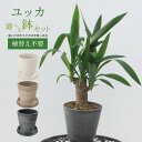 【 植え替え不要 】選べる鉢色 ユッカ 植え込み苗4号鉢 樹高約30cm 苗 苗木 青年の木 観葉植物 庭木 生垣 庭木 鉢物 シンボルツリー 記念樹 プレゼン...