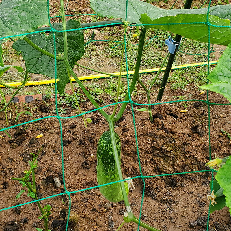 植物支持ネット つる性 植物用 トレリスネット 丈夫 豆 植物 登山ネット キュウリ 果物、野菜用 トレリ..
