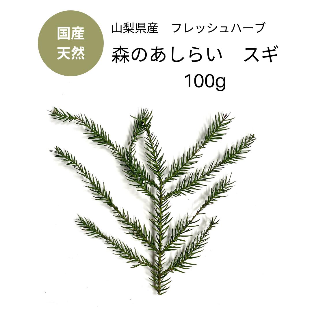 【スギ】国産 天然 杉 あしらい 100g 生 ...の商品画像