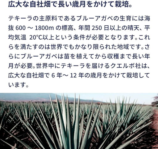 クエルボ エスペシャル シルバー 750ml ハロウィン ギフト 御祝 熨斗