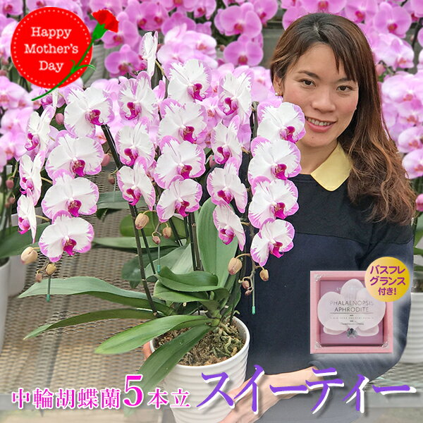 【＼母の日ギフト／】胡蝶蘭 蘭 ミディ スイーティー3本立ち 母の日 2023 プレゼント ギフトセット 花 鉢植え 鉢花 花鉢 セット 入浴剤セット 選べる 定番 かわいい 可愛い おしゃれ お取り寄せ 贈り物 送料無料 ふじみ野ラン園 月間優良ショップのサムネイル