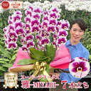 胡蝶蘭 中大輪 「雅 -MIYABI- 」7本立ち レア品種 画像送付あり 各種立札・ラッピング無料! 最短翌日着 ギフト 開店祝い 就任祝い 移転祝い 誕生日...