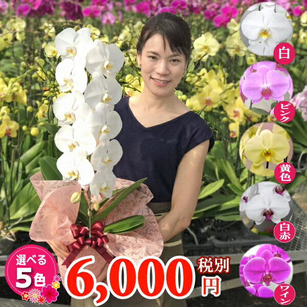 胡蝶蘭 大輪1本立ち 6000円 選べる5種類 送料無料 あす楽 花 除菌済みコチョウラン ギフト お祝い お供え 誕生日祝い 開店祝い 御礼 就任祝い ご栄転祝い 昇進祝い 退職祝い 長寿祝い 退職祝い 内祝い お礼 ご自宅用 受付 景品 叙勲 記念品 月間優良ショップ