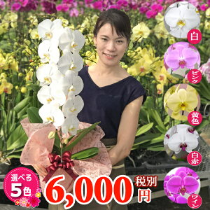 【月間優良ショップ受賞！】 胡蝶蘭 大輪1本立ち 6000円 選べる5種類 母の日 花 ギフト 誕生日祝い 内祝い 御礼 就任祝い 開店祝い 開院祝い 開業祝い 昇進祝い 退職祝い 長寿祝い 自宅用 受付 景品 叙勲 当選 必勝 月間優良ショップ