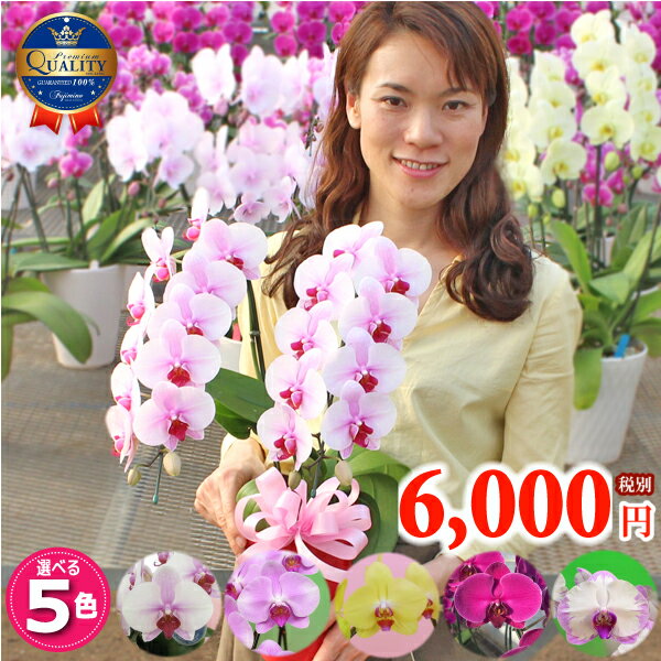 胡蝶蘭 ミディ中輪2本立ち 5種類 花 除菌済み コチョウラン ギフト プレゼント お祝い お供え お誕生日祝い 還暦祝い 開店祝い オープン お見舞い 御礼 就任祝い ご栄転祝い 退職祝い 内祝 供花 退職祝い お礼 叙勲 記念品 自宅用 あす楽 月間優良ショップ