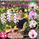 【月間優良ショップ】胡蝶蘭中輪3本立ち3種類7000円《品質保証》本州送料無料 【月間優良ショップ】胡蝶蘭中輪3本立ち3種類7000円《品質保証》本州送料無料