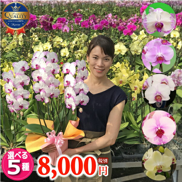 胡蝶蘭 中輪 3本立ち 5種類 8000円 お祝い お供え 花 除菌処理済み コチョウラン ギフト 誕生日祝い 開店祝い 移転祝い お見舞い お中元 御礼 就任祝い ご栄転祝い 退職祝い お礼 記念日 供花 立札 カード 無料 送料無料格安通販　バレンタイン　人気　ランキング