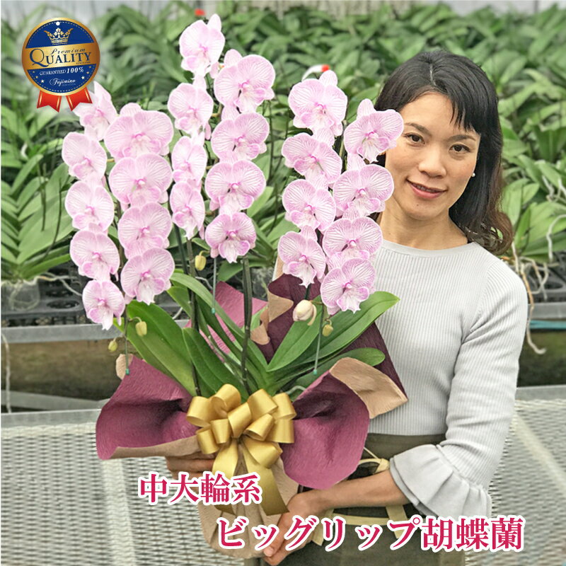 【NEW おすすめ 】胡蝶蘭 中大輪 ビッグリップ マダムマリー 3本立ち あす楽 珍しい お花が好きな方へ 花 ギフト プレゼント 開店祝い 開院祝い 父の日 お中元 昇任祝い 就任祝い 開業祝い 移…