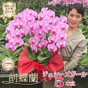 胡蝶蘭 中輪 ミディ ピンク 「ジェシーズガール」 5本立ち 画像送付あり 各種立札・ラッピング無料! 最短翌日着 ギフト 花 開店祝い 周年祝い 開院祝い 誕...
