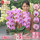 胡蝶蘭 中輪 ミディ ピンク 品種おまかせ 3本立ち 最短翌日着 ギフト 花 お祝い お供え 開店祝い 周年祝い 誕生日祝い 栄転祝い 昇任祝い 新築祝い 記念...