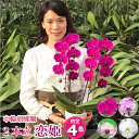 【ポイント5倍!28日12:59まで】 胡蝶蘭 ミディ 2本立ち 4種類 蘭 紫 ピンク 白 画像送付あり 各種立札・ラッピング無料! 最短翌日着 ギフト お祝...