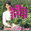 【華やかおすすめ品種】 胡蝶蘭 蘭 ミディ 中輪 「恋姫」 3本立ち ワイン色 花 昇任祝い ギフト お祝い 開店祝い 誕生日祝い 記念日 就任祝い 周年祝い 新築祝い 退職祝い 受章祝い 内祝い お礼 供花 月間優良ショップ