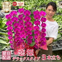胡蝶蘭 蘭 ミディ 中輪 「恋姫」 3本立ち デラックスタイプ 紫 ワイン色 花 画像送付あり 各種立札・ラッピング無料! 最短翌日着 ギフト お祝い 開店祝い...
