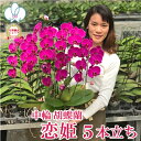 胡蝶蘭 ミディ 「恋姫」 5本立ち 蘭 紫 花 最短翌日着 ギフト お祝い お供え 誕生日祝い 栄転祝い 開店祝い 古希 喜寿 結婚祝い 新築祝い 開院祝い 事...