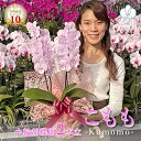 【おすすめ】 胡蝶蘭 蘭 ミディ 中輪 「こもも-Komomo-」 2本立ち あす楽 花 ギフト 昇進祝い 内祝い お祝い お誕生日祝い 開店祝い 移転祝い 御礼 就任祝い 新築祝い 内祝 長寿祝い 記念日 発表会 お礼 退職祝い お供え 供花 自宅用 月間優良ショップ