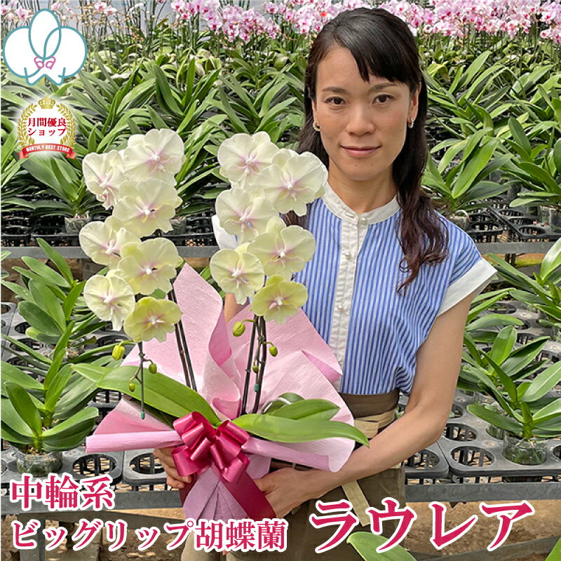 【幸せのイエロー】 胡蝶蘭 ミディ 「ラウレア」 2本立ち 黄色 イエロー 花 ギフト 幸せ お祝い お供え 誕生日祝い 開店祝い 周年祝い 開院祝い 新築祝い 内祝 長寿祝い 結婚祝い 退職祝い 記念日 お礼 供花 受章祝 自宅用 月間優良ショップ