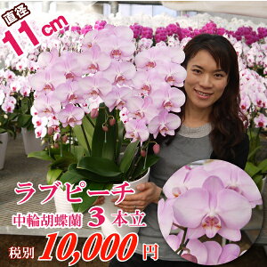 胡蝶蘭 中輪 ラブピーチ3本立ち あす楽 コチョウラン 花 ギフト バレンタイン 誕生日祝い 開店祝い 移転祝い 退職祝い お礼 結婚祝い 内祝 周年祝い お供え 本州四国送料無料 月間優良ショップ