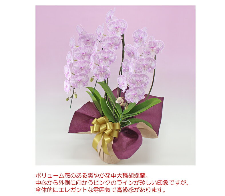 胡蝶蘭 中大輪 珍しい ビッグリップ胡蝶蘭 マダムマリー 3本立ち コチョウラン 花 ギフト 開店祝い 開院祝い 就任祝い 開業祝い 移転祝い 誕生日 祝い お見舞い 御礼 就任祝い 退職祝い 長 胡蝶蘭 中大輪 珍しい ビッグリップ胡蝶蘭 マダムマリー 3本立ち コチョウラン 花 ギフト 開店祝い 開院祝い 就任祝い 開業祝い 移転祝い 誕生日 祝い お見舞い 御礼 就任祝い 退職祝い 長