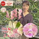 【NEW！めずらしい品種】 胡蝶蘭 ミディ 中輪 「マダム アン」 2本立ち あす楽 ピンク クリーム ワイン 花 ギフト 開店祝い 開院祝い 就任祝い 開業祝い 移転祝い 誕生日祝い 御礼 内祝い 退職祝い 長寿祝い 発表会 供花 お供え 月間優良ショップ