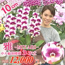 ３本 【店長イチオシ！】中大輪 胡蝶蘭 「雅 -MIYABI-」 3本立ち あす楽 コチョウラン 花 ギフト 開店祝い 開院祝い 就任祝い 開業祝い 移転祝い 誕生日祝い 昇進祝い 就任祝い 退職祝い 長寿祝い 供花 当選祝い お供え 月間優良ショップ