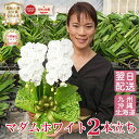 胡蝶蘭 ミディ 中輪 「マダムホワイト」 2本立ち 白 ビッグリップ レア 希少品種 花 画像送付あり 各種立札・ラッピング無料! 最短翌日着 ギフト 開店祝い 開院祝い 就任祝い 移転祝い 誕生日祝い 内祝い 長寿祝い 供花 お供え 月間優良ショップ