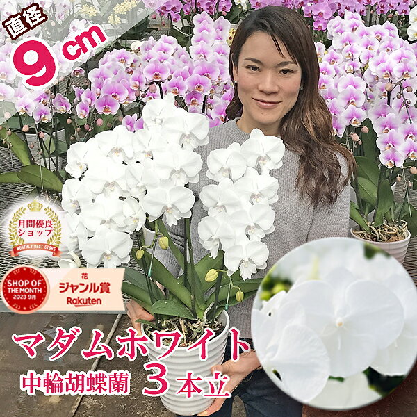 【おすすめ！】 ミディ 胡蝶蘭 「マダムホワイト」3本立ち あす楽 白 花 コチョウラン 花 ギフト お祝い お供え お誕生日祝い 父の日 お中元長寿祝い 開店祝い 就任祝い 退職祝い 内祝 供花 退職祝い お礼 自宅用 月間優良ショップ