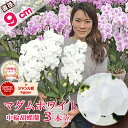 ３本 【おすすめ！】 ミディ 胡蝶蘭 「マダムホワイト」3本立ち あす楽 白 花 コチョウラン 花 ギフト お祝い お供え お誕生日祝い 長寿祝い 開店祝い 就任祝い 退職祝い 内祝 供花 退職祝い お礼 自宅用 月間優良ショップ