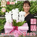 純白 ミディ 胡蝶蘭 「マダムホワイト」3本立ち 白 花 コチョウラン 花 最短翌日着 ギフト お祝い お供え お誕生日祝い 栄転祝い 長寿祝い 開店祝い 就任...