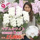 胡蝶蘭 純白 ミディ マダムホワイト5本立ち 白 花 コチョウラン 花 最短翌日着 ギフト お祝い お供え お中元 お誕生日祝い 栄転祝い お中元長寿祝い 開店...