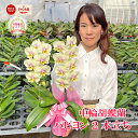 胡蝶蘭 ミディ 中輪 「パピヨン」 2本立ち レア 希少品種 花 画像送付あり 各種立札・ラッピング無料! 最短翌日着 ギフト イエロー 黄色 開店祝い 開院祝...
