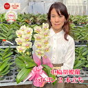 【幸せのイエロー！】 胡蝶蘭 ミディ 中輪 「パピヨン」 2本立ち あす楽 イエロー 花 ギフト 開店祝い 開院祝い 就任祝い 開業祝い 移転祝い 誕生日祝い 御礼 内祝い 退職祝い 長寿祝い 供花 お供え 月間優良ショップ