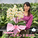 【ポイント5倍!28日12:59まで】 胡蝶蘭 ミディ 中輪 「パピヨン」 3本立ち イエロー 黄色 レア 希少品種 画像送付あり 各種立札・ラッピング無料! 最短翌日着 ギフト 開店祝い 開院祝い 就任祝い 移転祝い 誕生日祝い 内祝い 長寿祝い 供花 お供え 月間優良ショップ