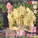 胡蝶蘭 中輪 ミディ 「パピヨン」 7本立ち イエロー 黄色 希少品種 画像送付あり 各種立札・ラッピング無料! 最短翌日着 ギフト レア お祝い お供え 誕生...