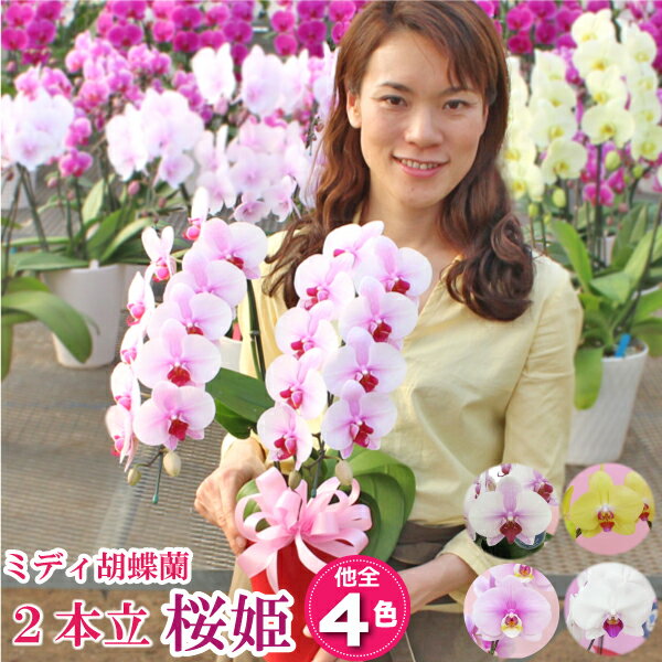 【おすすめ！】 胡蝶蘭 蘭 ミディ2本立ち 4種類 花 ギフ