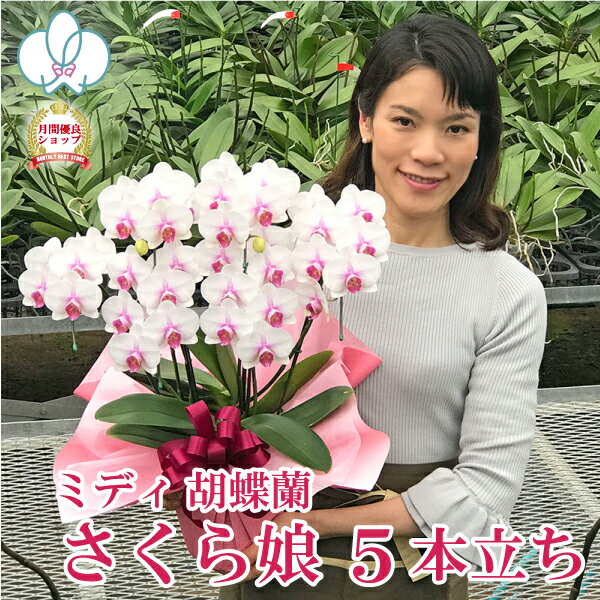 【お得なおすすめ品種】 ミディ 胡蝶蘭 「さくら娘」 5本立ち あす楽 ギフト 花 コチョウラン お祝い お供え お誕生日祝い 父の日 お中元 長寿祝い 開店祝い 就任祝い 記念日 退職祝い 内祝 供花 退職祝い お礼 自宅用 月間優良ショップ