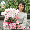 ミディ 胡蝶蘭 「さくら娘」 5本立ち 最短翌日着 ギフト 花 コチョウラン お祝い お供え お誕生日祝い 栄転祝い 長寿祝い 開店祝い 就任祝い 記念日 退職...