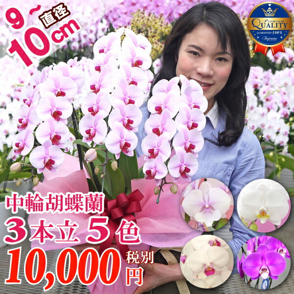 胡蝶蘭 中輪 選べる5色 桜姫 3本立ち あす楽 除菌済み コチョウラン 花 ギフト お祝い お供え お誕生日祝い 開店祝い 移転祝い 御礼 内祝い 就任祝い 昇進祝い 退職祝い 新築祝い 還暦祝い 結婚祝い 供花 叙勲 記念品 記念日 長寿祝い 退職祝い 月間優良ショップ