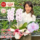 【ポイント3倍!】 胡蝶蘭 「スプリングフェアリー」 中大輪 2本立ち レア品種 画像送付あり 各種立札・ラッピング無料! 最短翌日着 蘭 花 ギフト お祝い お供え 誕生日祝い 記念日 開店祝い 敬老の日 開院祝い 内祝い 周年祝い 長寿祝い 月間優良ショップ