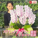 【ポイント3倍!】 胡蝶蘭 「スプリングフェアリー」 5本立ち 中大輪ビッグリップ 画像送信あり レア 希少品種 花 画像送付あり 各種立札・ラッピング無料! 最短翌日着 ギフト 開店祝い 敬老の日 開院祝い 就任祝い 移転祝い 誕生日祝い 記念日 供花 お供え
