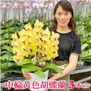 胡蝶蘭 蘭 ミディイエロー3本立ち 黄色 イエロー 花 受章祝 最短翌日着 ギフト お祝い お供え お誕生日祝い 開店祝い 移転祝い 昇任祝い 長寿祝い 新築祝...