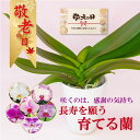 【\敬老の日ギフト/】 胡蝶蘭 蘭 開花株 6種類から選べる 育てる開花株 陶器鉢付き 花もちが良い コチョウラン 敬老の日 2025 プレゼント ギフトセット 花 鉢植え 鉢花 選べる 定番 かわいい 可愛い おしゃれ 贈り物 送料無料 ふじみ野ラン園