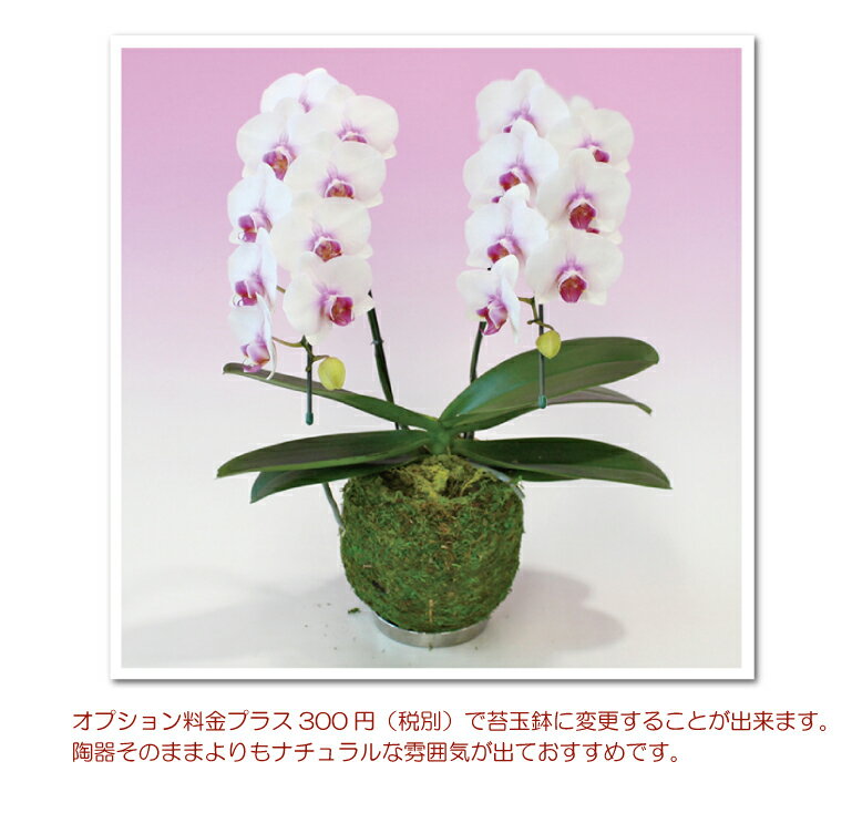 胡蝶蘭 ミディ さくら娘【新発売おすすめ品種】2本立ち 花 除菌済み コチョウラン ギフト お祝い お供え 誕生日祝い 開店祝い 内祝 お見舞い 御礼 退職祝い 供花 還暦祝い お礼 供花 叙勲 記念品 自宅用 こけ玉 あす楽 月間優良ショップ格安通販　バレンタイン　人気　ランキング