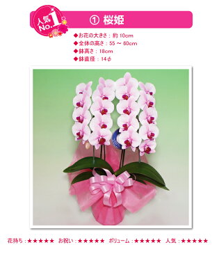 胡蝶蘭 ミディ中輪2本立ち 5種類 あす楽 花 コチョウラン ギフト プレゼント お祝い お中元 お誕生日祝い 開店祝い 移転祝い オープン 御礼 就任祝い 内祝 記念日 発表会 お礼 退職祝い お供え 供花 自宅用 月間優良ショップ
