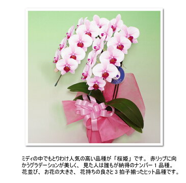 胡蝶蘭 ミディ中輪2本立ち 5種類 あす楽 花 コチョウラン ギフト プレゼント お祝い お中元 お誕生日祝い 開店祝い 移転祝い オープン 御礼 就任祝い 内祝 記念日 発表会 お礼 退職祝い お供え 供花 自宅用 月間優良ショップ