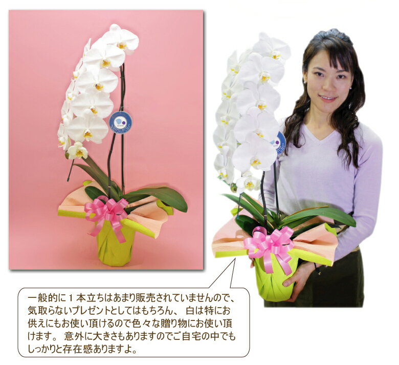 胡蝶蘭 大輪1本立ち 6000円 選べる5種類 送料無料 あす楽 花 除菌済みコチョウラン ギフト お祝い お供え 誕生日祝い 開店祝い 御礼 就任祝い ご栄転祝い 昇進祝い 退職祝い 長寿祝い 退職祝い 内祝い お礼 ご自宅用 受付 景品 叙勲 記念品 月間優良ショップ格安通販　バレンタイン　人気　ランキング