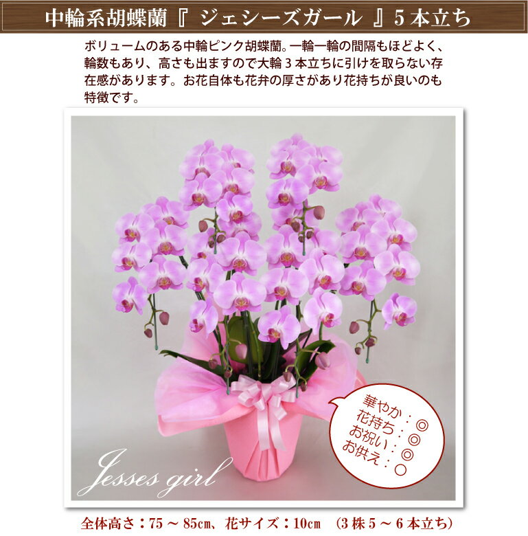 胡蝶蘭 中輪 ミディ ピンク5本立ち 除菌済み ギフト 花 コチョウラン 開店祝い 周年祝い 開院祝い 誕生日祝い 御礼 就任祝い ご栄転祝い 結婚祝い 内祝い パーティ 新築祝い 叙勲 記念品 月間優良ショップ格安通販　バレンタイン　人気　ランキング