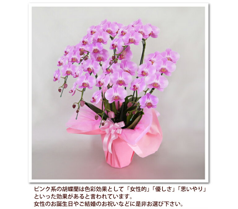 胡蝶蘭 中輪 ミディ ピンク5本立ち 除菌済み ギフト 花 コチョウラン 開店祝い 周年祝い 開院祝い 誕生日祝い 御礼 就任祝い ご栄転祝い 結婚祝い 内祝い パーティ 新築祝い 叙勲 記念品 月間優良ショップ格安通販　バレンタイン　人気　ランキング