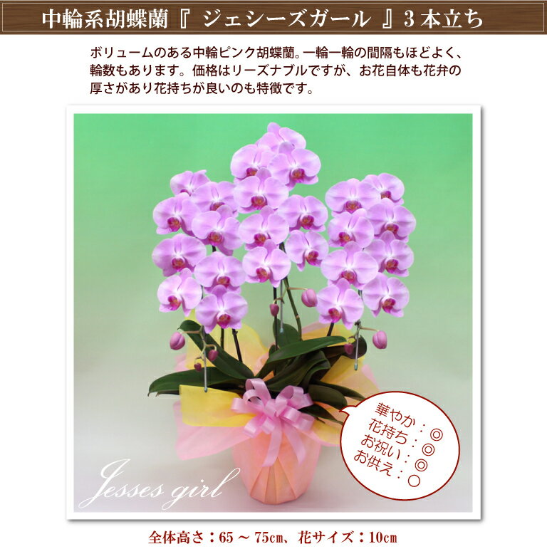 胡蝶蘭 コチョウラン 中輪 ミディ ピンク3本立ち 除菌済み コチョウラン ギフト 花 お祝い お供え 開店祝い 周年祝い お誕生日祝い 結婚祝い 内祝い 供花 還暦祝い 退職祝い 快気祝い 御礼 就任祝い ご栄転祝い 叙勲 記念品 月間優良ショップ あす楽格安通販　バレンタイン　人気　ランキング